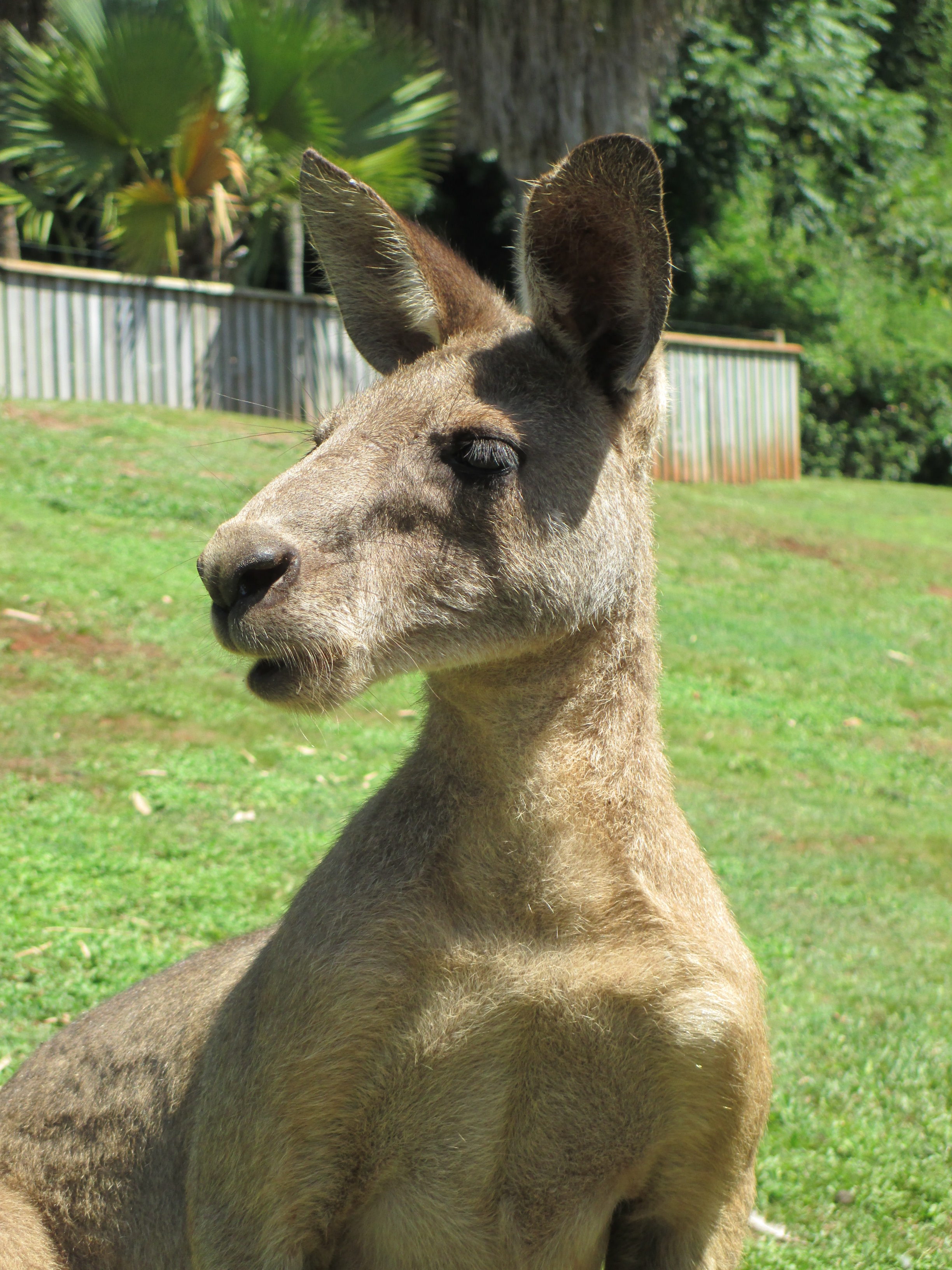 Lions and Tigers and Bears, Oh My!