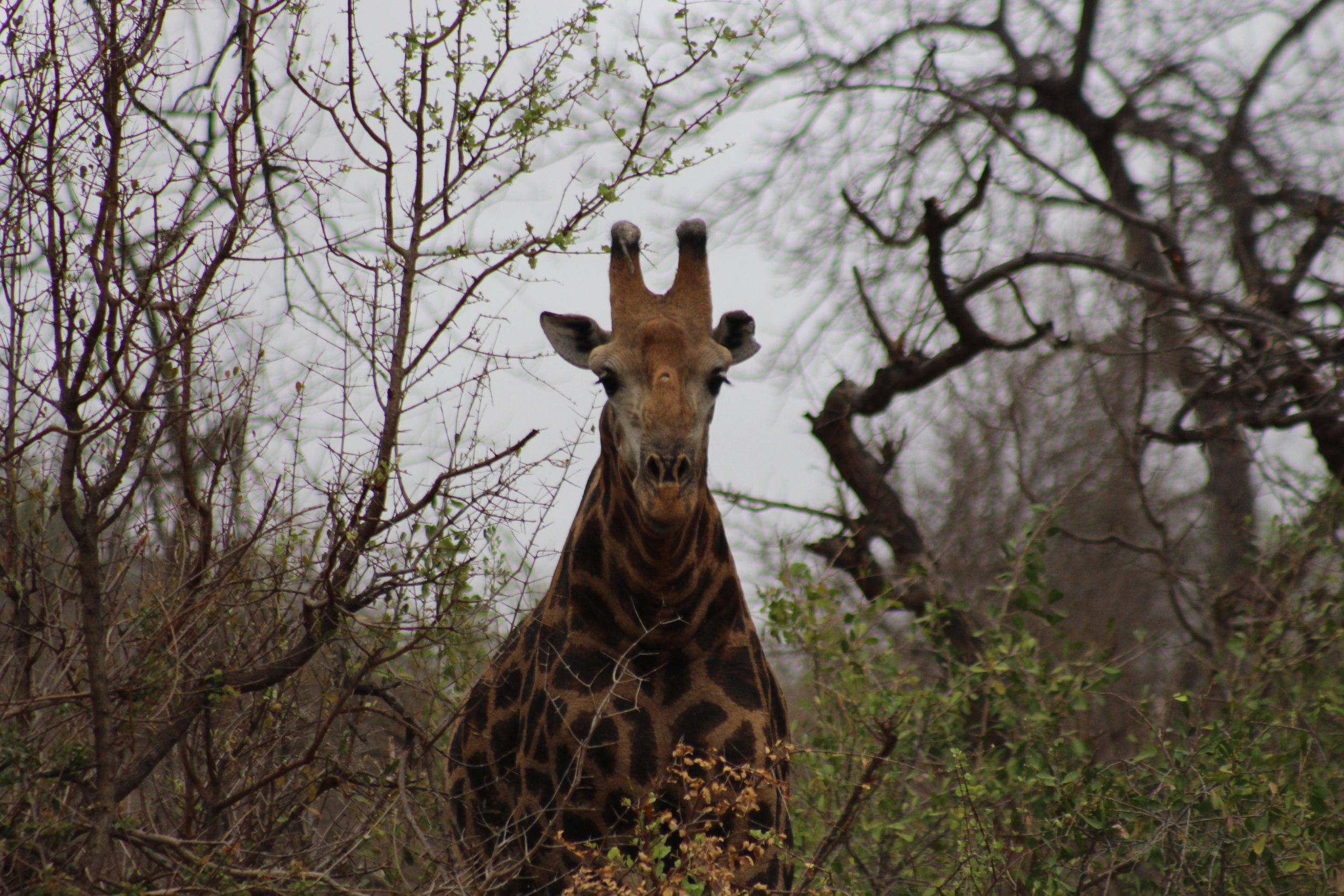 Fulfilling a Dream – Week 1: South Africa