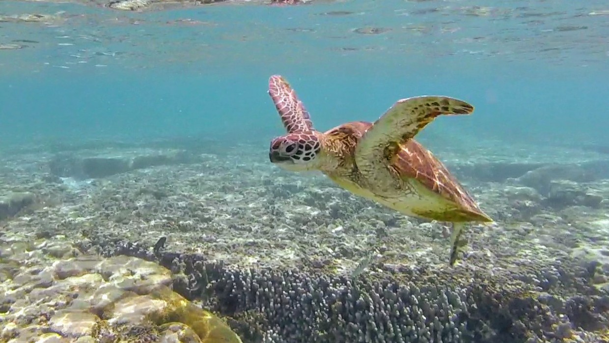 Christmas with Two Turtle Loves